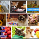Can-Cats-Eat-Mangos-150x150 Can Dogs Eat Cake? The Best Approach To Feed Your Friend ** New  