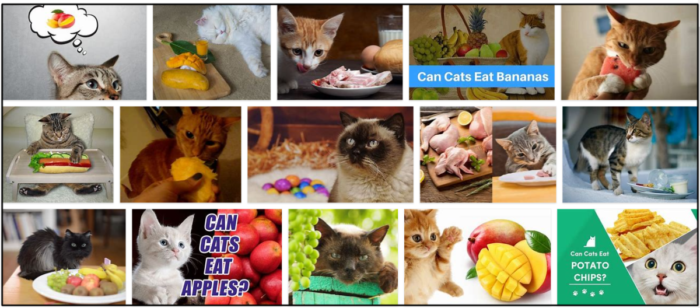 Can-Cats-Eat-Mangos-700x308 Can Cats Eat Mangos? A Fascinating Behind-The-Scenes Look At It ** New  