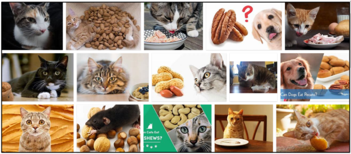 Can-Cats-Eat-Pecans-700x307 Can Cats Eat Pecans? Do They Even Like It Or Not ** Updated  