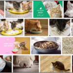 Can-Cats-Eat-White-Rice-150x150 Can Dogs Eat Pepper? Do They Even Like It Or Not ** New  