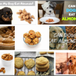 Can-Dogs-Eat-Almond-Flour-150x150 Can Cats Eat Dog Treats? Learn How To Feed Your Pet Accurately ** New 