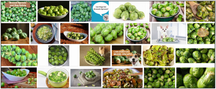 Can-Dogs-Eat-Brussels-Sprouts-700x288 Can Dogs Eat Brussels Sprouts? Is It Good For Them Or Not ** New  