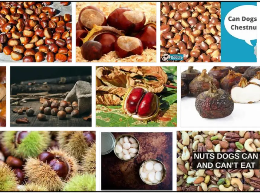 Can Dogs Eat Chestnuts? Is It Good For Them Or Not ** New ad-mania