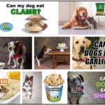 Can-Dogs-Eat-Clams-150x150 Can Cats Eat Cheerios? Learn The Unbelievable Truth About It ** New 
