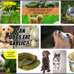 Can-Dogs-Eat-Dandelions-150x150 Can Cats Eat Flies? Is It Good For Them Or Not ** New  