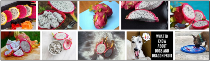 Can-Dogs-Eat-Dragon-Fruit-700x204 Can Dogs Eat Dragon Fruit? Is It Good For Them Or Not ** Updated  