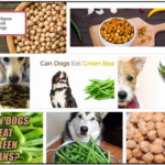 Can-Dogs-Eat-Garbanzo-Beans-150x150 Can Dogs Eat Mac and Cheese? Here's All You Need To Know About It ** New  