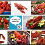 Can-Dogs-Eat-Lobster-150x150 Can Dogs Eat Tums? The Rules You Should Know About ** New 
