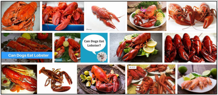 Can-Dogs-Eat-Lobster-700x307 Can Dogs Eat Lobster? The Best Approach To Feed Your Friend ** New 