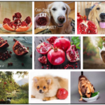 Can-Dogs-Eat-Pomegranate-Seeds-150x150 Can Cats Eat Lasagna? A Fascinating Behind-The-Scenes Look At It ** New 