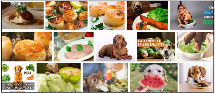 Can-Dogs-Eat-Scallops-700x305 Can Dogs Eat Scallops? Is It Safe For Them Or Not ** New  