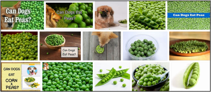 Can-Dogs-Eat-Snap-Peas-700x307 Can Dogs Eat Snap Peas? A Sourceful Guide To Read About ** New 