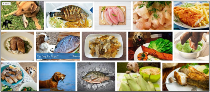 Can-Dogs-Eat-Tilapia-700x307 Can Dogs Eat Tilapia? Answers To All Of Your Questions For A Healthy Diet ** New 