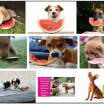 Can-Dogs-Eat-Watermelon-Rinds-150x150 Can Dogs Eat Soy Sauce? Find Out The Truth Now ** New 