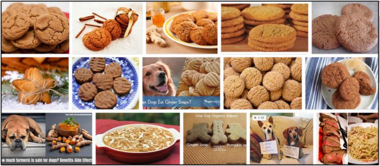 01-Can-Dogs-Eat-Ginger-Snaps-768x336 Can Dogs Eat Ginger Snaps? Is It Good For Them Or Not ** New  