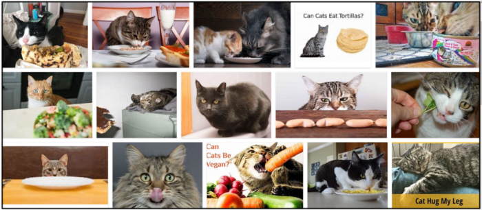 02-Can-Cats-Eat-Tortillas-700x306 Can Cats Eat Tortillas? A Great Source To Read Before You Feed ** New 