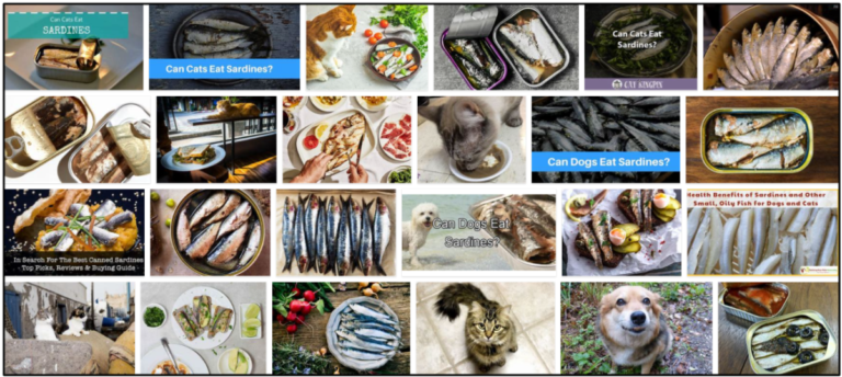 04-Can-Cats-Eat-Canned-Sardines-768x344 Can Cats Eat Canned Sardines? Find Out The Truth Now ** New  