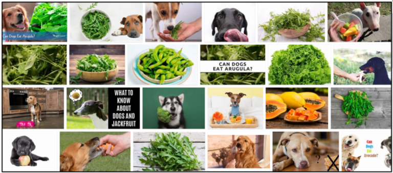 04-Can-Dogs-Eat-Arugula-768x339 Can Dogs Eat Arugula? Don't Feed Them Before You Read It ** New  