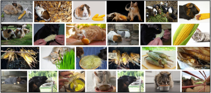 05-Can-Cats-Eat-Corn-Husks-700x309 Can Cats Eat Corn Husks? Amazing Reasons To Learn About It ** New  