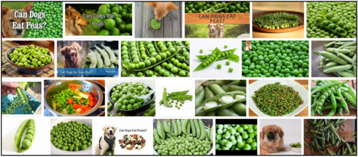 06-Can-Dogs-Eat-Green-Peas-700x307 Can Dogs Eat Green Peas? The Rules You Should Know About ** New  