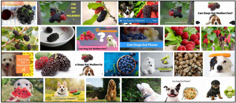 07-Can-Dogs-Eat-Mulberries-768x337 Can Dogs Eat Mulberries? How To Feed Your Friend Safely ** New  