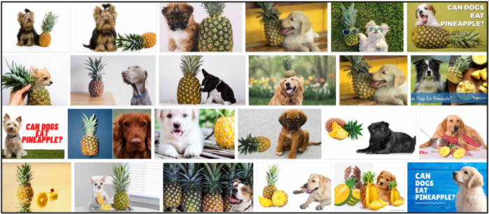 08-Can-Dogs-Eat-Pineapple-700x307 Can Dogs Eat Pineapple? A Sourceful Guide To Read About ** New  