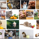 10-Can-Cats-Eat-Soy-150x150 Can Dogs Eat Red Bell Peppers? Is It Safe For Them Or Not ** New 