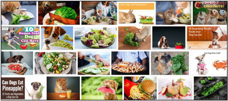 10-Can-Dogs-Eat-Salad-768x339 Can Dogs Eat Salad? Do They Even Like It Or Not ** New  