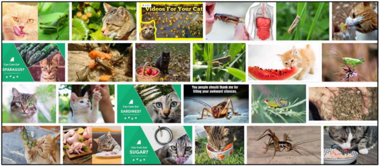 13-Can-Cats-Eat-Crickets-768x338 Can Cats Eat Crickets? All The Benefits And Disadvantages ** New  