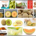 15-Can-Dogs-Eat-Honeydew-Melon-150x150 Can Cats Eat Pork Chops? How To Avoid A Possible Malnutrition ** New 