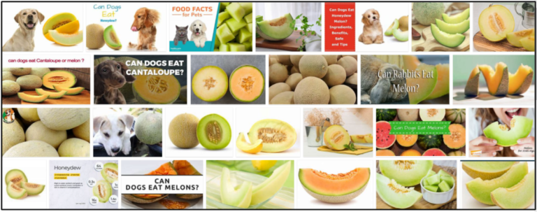 15-Can-Dogs-Eat-Honeydew-Melon-768x303 Can Dogs Eat Honeydew Melon? Is It Good For Them Or Not ** New  