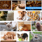 16-Can-Cats-Eat-Pretzels-150x150 Can Dogs Eat Ritz Crackers? Answers To All Of Your Questions For A Healthy Diet ** New  