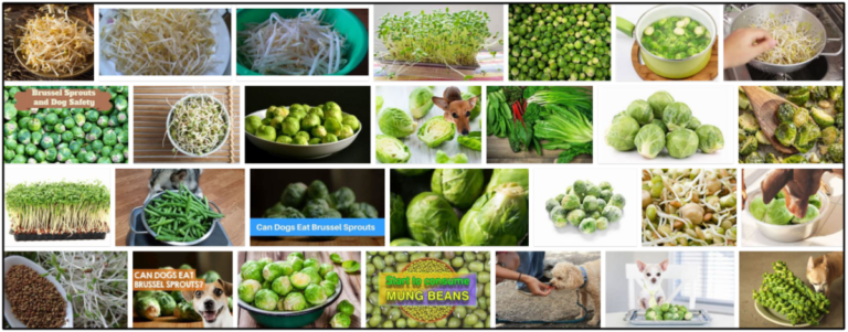 27-Can-Dogs-Eat-Bean-Sprouts-768x301 Can Dogs Eat Bean Sprouts? Read The Best Way To Feed Your Friend ** New  