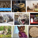 28-Can-Cats-Eat-Chickpeas-150x150 Can Dogs Eat Candy Canes? How To Watch Out Their Diet ** New 
