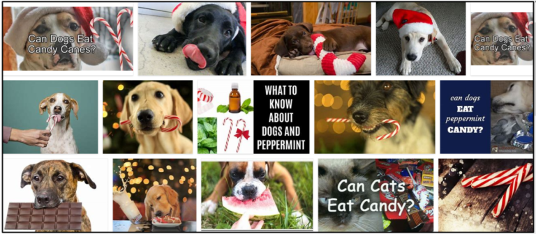 28-Can-Dogs-Eat-Candy-Canes-768x336 Can Dogs Eat Candy Canes? How To Watch Out Their Diet ** New  