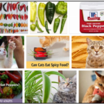 30-Can-Cats-Eat-Pepper-150x150 Can Dogs Eat Coconut Milk? Powerful Habits To Master For Feeding Them ** New 