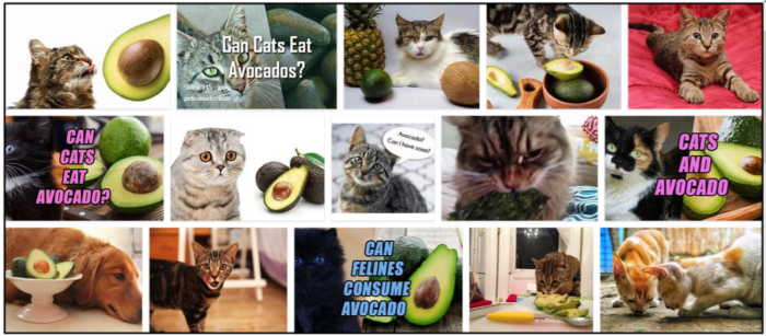 Can-Cats-Eat-Avocados-700x307 Can Cats Eat Avocados? Should You Feed Or Should You Avoid ** New 