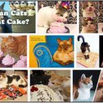 Can-Cats-Eat-Cake-150x150 Can Dogs Eat Fig Newtons? Read The Best Way To Feed Your Friend ** New 