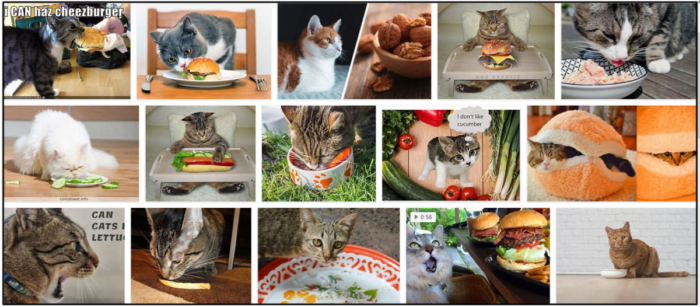 Can-Cats-Eat-Hamburger-700x307 Can Cats Eat Hamburger? Learn The Unbelievable Truth About It ** New  