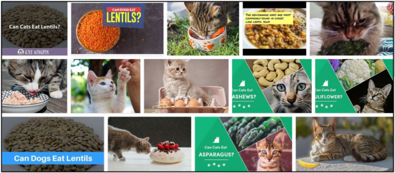 Can-Cats-Eat-Lentils-768x338 Can Cats Eat Lentils? Here's All You Need To Know About It ** New  