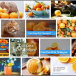 Can-Cats-Eat-Mandarin-Oranges-150x150 Can Dogs Eat Brown Sugar? Don't Feed Them Before You Read It ** New  
