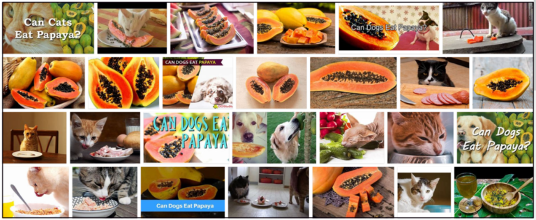 Can-Cats-Eat-Papaya-768x316 Can Cats Eat Papaya? Here's All You Need To Know About It ** New  