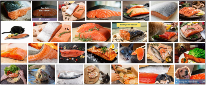 Can-Cats-Eat-Salmon-Skin-700x288 Can Cats Eat Salmon Skin? Take A Look At Our Expert Advice ** New  