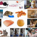 Can-Cats-Eat-Vanilla-Yogurt-150x150 Can Cats Eat Figs? The Best Approach To Feed Your Friend ** New  