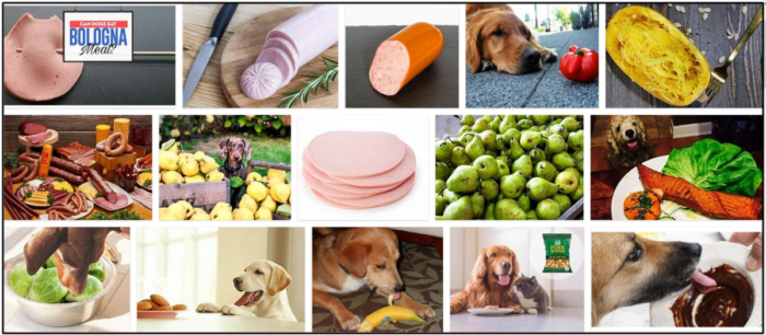 Can-Dogs-Eat-Bologna-700x306 Can Dogs Eat Bologna? How To Avoid A Possible Malnutrition ** New  