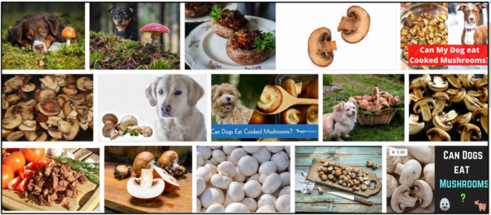 Can-Dogs-Eat-Cooked-Mushrooms-700x307 Can Dogs Eat Cooked Mushrooms? Vital Facts You Must Learn About ** New 