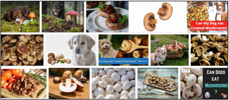 Can-Dogs-Eat-Cooked-Mushrooms-768x337 Can Dogs Eat Cooked Mushrooms? Vital Facts You Must Learn About ** New  