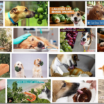 Can-Dogs-Eat-Lime-150x150 Can Cats Eat Lentils? Here's All You Need To Know About It ** New 