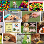 Can-Dogs-Eat-Skittles-150x150 Can Cats Eat Mandarin Oranges? Amazing Reasons To Learn About It ** New 