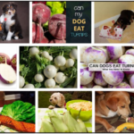 Can-Dogs-Eat-Turnips-150x150 Can Dogs Eat Rhubarb? How To Feed Your Friend Safely ** New 